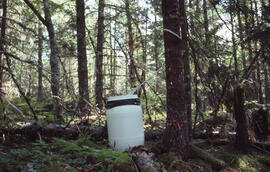 Photograph of researchers conducting stemflow measurements at an unidentified central Nova Scotia...