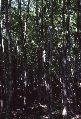 Photograph of forest biomass growth at Site 6 Plot 14, a thirty-year growth stand at an unidentif...
