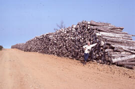 Photograph of a person leaning against stored pulpwood, Highlands Road, Cape Breton