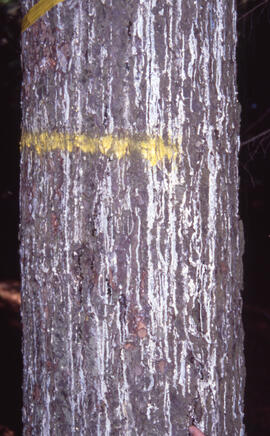 Photograph of resin flow after spruce budworm damage, Point Pleasant Park, Halifax, Nova Scotia