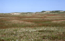 Photograph of mixed heath on Sable Island