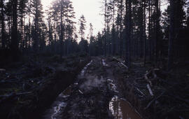 Photograph of a muddy two-track road with much fallen tree limbs, near Shubenacadie, Nova Scotia