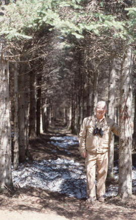 Photograph of Pat Marceau standing in a 30 year Irving Black Brook District spruce plantation, no...