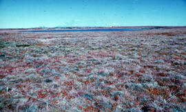 Photograph showing regrowth at the Meadow control site, near Tuktoyaktuk, Northwest Territories
