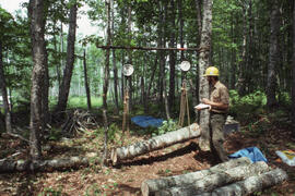 Photograph of an unidentified researcher weighing felled bolts of sugar maple (Acer saccharum) at...