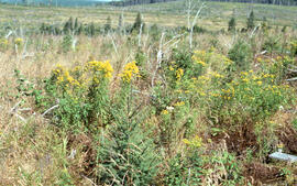 Photograph of ground vegetation amid a three year regenerated spruce plantation, Greater Fundy Ec...