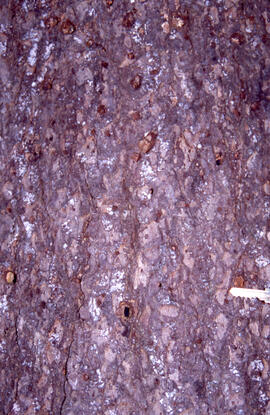 Photograph of Tetropium fuscum (Brown spruce longhorn beetle) exit holes, Point Pleasant Park, Ha...