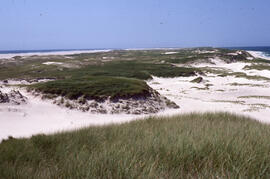 Photograph of sparse Ammophila (marram grass) on Sable Island