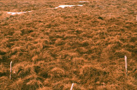 Photograph of regrowth at the Meadow summer spill site, near Tuktoyaktuk, Northwest Territories