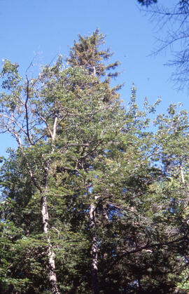 Photograph of early canopy browning of a tree in Point Pleasant Park, Halifax, Nova Scotia