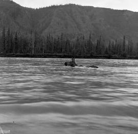 Photograph of a moose swimming in the Yukon River