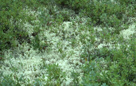Photograph of Star tipped cup lichen (Cladonia alpestris) in Terra Nova National Park, Newfoundla...