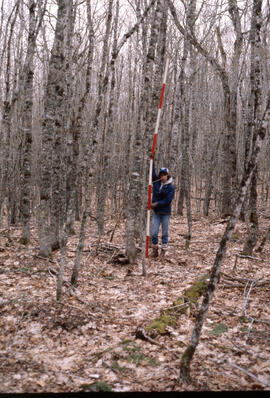 Photograph of an unidentified researcher measuring forest biomass in winter at Site 3, at an unid...