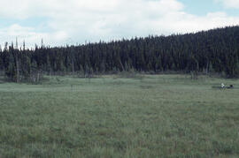 Photograph of fenland with dense conifer growth near Voisey's Bay, Newfoundland and Labrador