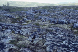 Photograph of barrens at 500-foot elevation near Michelin Lake, Newfoundland and Labrador