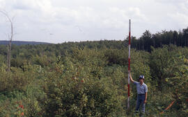 Photograph of an unidentified researcher conducting forest biomass measurements at Site 6, Plot G...