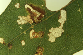 Photograph of red oak leaf damage from acidic particulates, near the Tufts Cove generating statio...