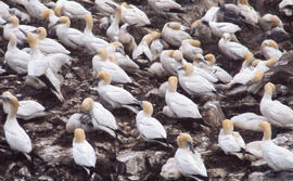 Photograph of gannets at Cape St. Mary's, Newfoundland and Labrador