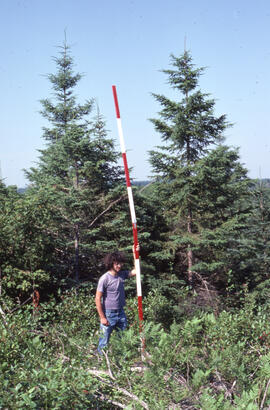 Photograph of an unidentified researcher conducting forest biomass measurements at Plot 1, a thre...