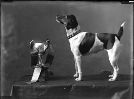 Photograph of a Smooth Fox Terrier bred and owned by George Stonewall Jackson