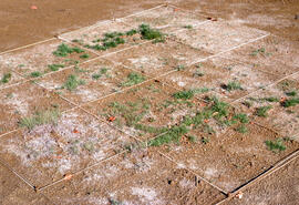 Photograph of tailings plant growth experiments without using a gravel base, Nickel Rim, near Sud...