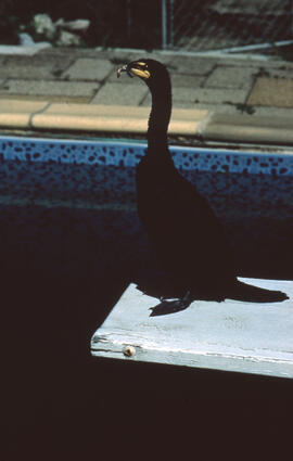 Photograph of a Jim Ludwig's pet Double-crested cormorant named Crossbill in Green Bay, Wisconsin