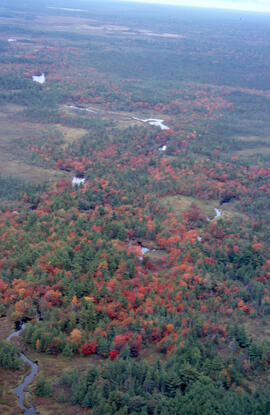 Aerial photograph of autumnal Acadian forest in the Tobeatic Wilderness Area, southwestern Nova S...