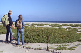 Photograph of two people examining Honckenya (sea sandwort) on Sable Island