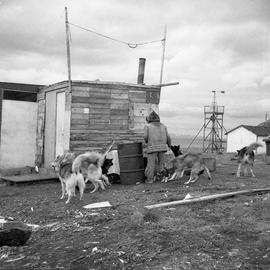 Photograph of Ningiok feeding his dogs in Wakeham Bay, Quebec