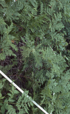 Photograph of controlled successful vegetation regrowth after spraying, central Nova Scotia