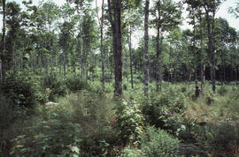 Photograph of forest biomass regrowth in a two-year-old thin hardwood plot, Riverside site, centr...