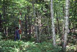 Photograph of an unidentified researcher conducting forest biomass measurements at Plot 8, a cont...