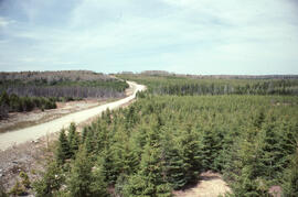 Photograph of a spruce plantation from an Irving lookout near Fundy National Park, New Brunswick