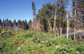 Photograph of misting during controlled burning at La Mauricie National Park