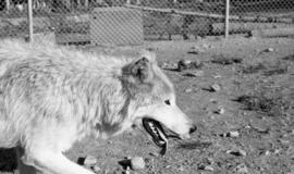 Photograph of a wolf at the mobile Psychology laboratory
