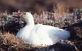 Photograph of a Snow goose nesting at Alexandra Fiord, Ellesmere Island