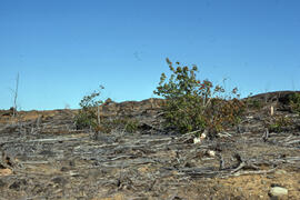 Photograph of red maple remnants at the Copper Cliff site, near Sudbury, Ontario