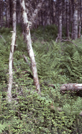 Photograph of dead overstory and Abies regeneration, Highlands Road, Cape Breton