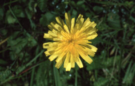 Photograph of field milk-thistle (Sonchus arvensis), Newfoundland and Labrador