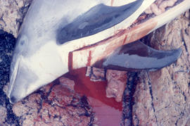 Photograph of a dead porpoise in Battle Harbour, Newfoundland and Labrador