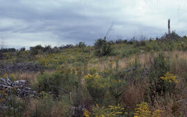 Photograph of slow regeneration in the second post-spray year at the Antrim site, Halifax County,...