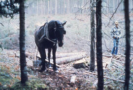 Photograph of a horse and an unidentified person clearing brush in the Irving Black Brook Distric...