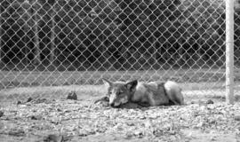 Photograph of a wolf at the mobile Psychology laboratory