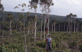 Photograph of an unidentified researcher conducting forest biomass measurements at Plot F, Site 2...