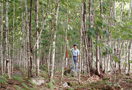 Photograph of an unidentified researcher measuring forest biomass at Plot E, central Nova Scotia