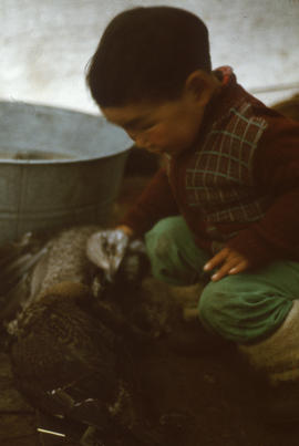 Photograph of a young boy crouching next to some birds