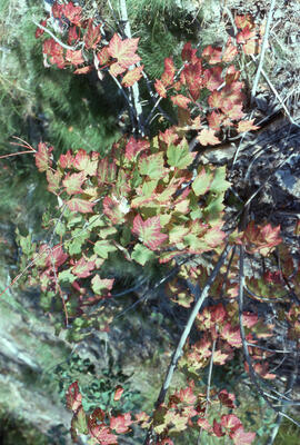 Photograph of sulfur dioxide damage to red maple (Acer rubrum) at the Copper Cliff site, near Sud...