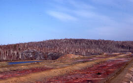 Photograph of red-stained roast bed remnants and hillside tree recovery at Nickel Rim, near Sudbu...
