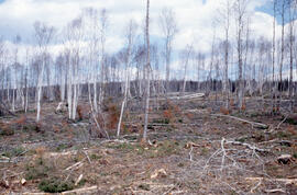 Photograph of a conifer site prepared for crushing in the Irving Black Brook District, northweste...