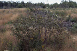 Photograph of vegetation competition regrowth after spraying, central Nova Scotia